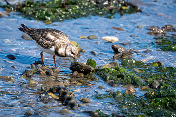 Ruddy turnstone, arenaria interpres, wading bird at low tide in Brixham, Devon