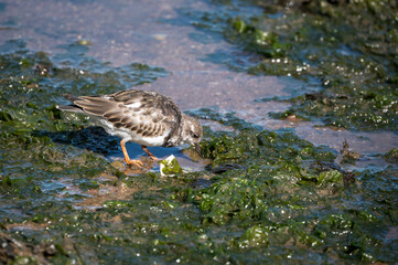 Ruddy turnstone, arenaria interpres, wading bird at low tide in Brixham, Devon