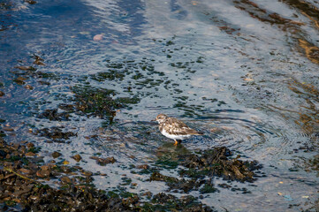Ruddy turnstone, arenaria interpres, wading bird at low tide in Brixham, Devon