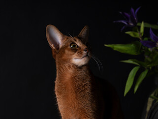 Curious Abyssinian Cat