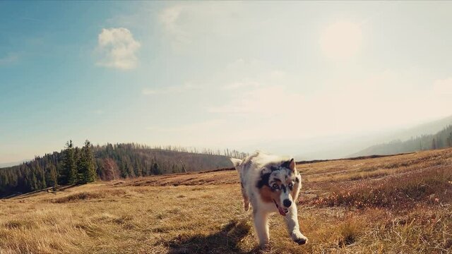 The Australian Shepherd dog runs on a trail on a mountain hike in the Beskidy in autumn scenery.