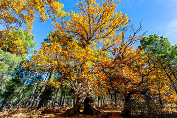 Naklejka premium Forest with autumn colors