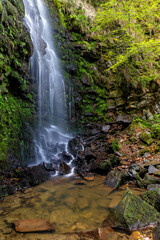 belaustegui beech forest, gorbea natural park, biscay, basque country, spain