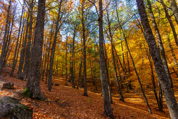 Forest with autumn colors