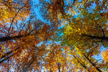 Forest with autumn colors