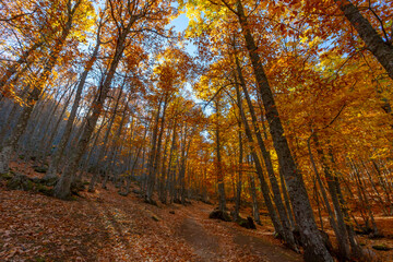 Forest with autumn colors