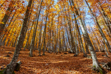 Forest with autumn colors