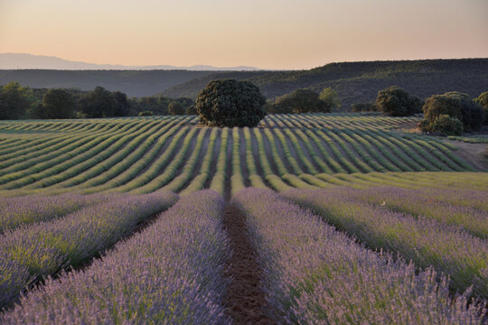 campo de  lavanda