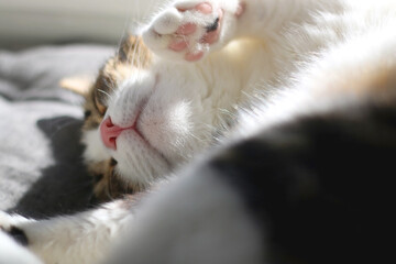 Cute tabby cat sleeping on a bed. Selective focus.