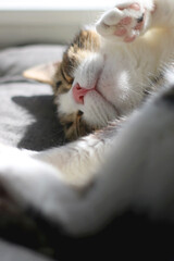 Fototapeta na wymiar Cute tabby cat sleeping on a bed. Selective focus.