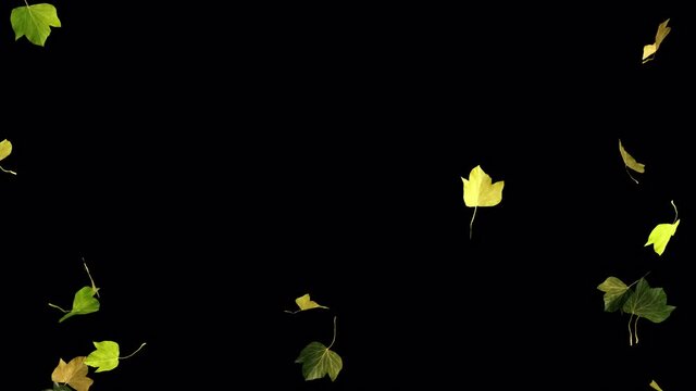 Falling autumn leaves transition. Autumn Leaves Falling With Alpha Channel. Can use this clip for transition on your image, video project.