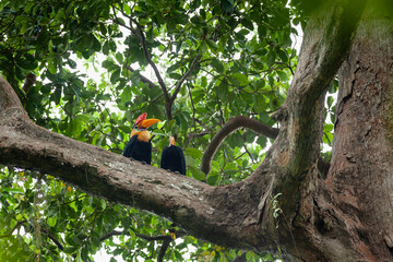 Sulawesi hornbills sit on the tree branch, Tangkoko National Park, Indonesia