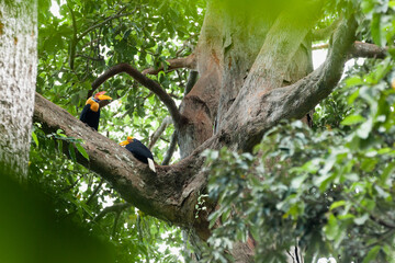 Colorful hornbills in the rainforest of Sulawesi island