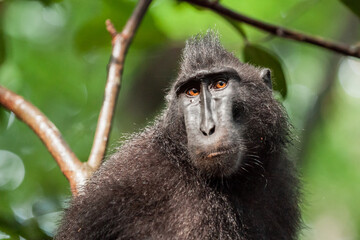 Close-up portrait of the crested black macaque with a sad facial expression, Tangkoko National Park, Indonesia