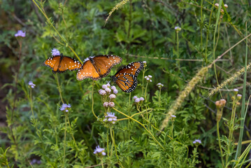 Beautiful Queen butterflies in the Big Bend National Park
