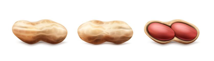 vector icon Peanuts set in the shell and half shell with nuts Isolated on white