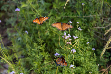 Beautiful Queen butterflies in the Big Bend National Park