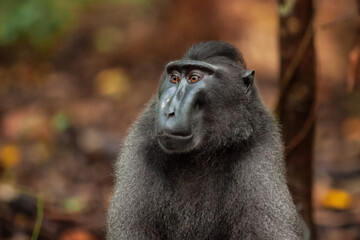 A portrait of Sulawesi crested macaque, Tangkoko National Park, Indonesia