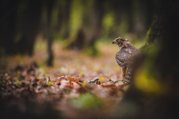 Adult of Northern Goshawk (Accipiter gentilis) sitting on ground in autumn forest. Forest background.