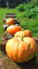 Thanksgiving orange pumpkins vertical photo