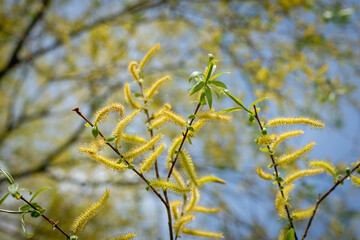 Blooming willow in the forest.