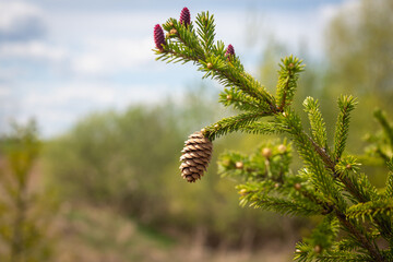 Cones on a Christmas tree in the forest.