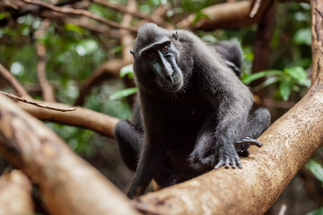 Seriosly looking Crested black macaque sitting on the tree, Tangkoko National Park, Indonesia