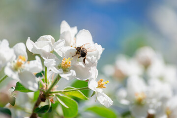 Bee on a flower. Spring flowers with bees collect nectar and pollen.