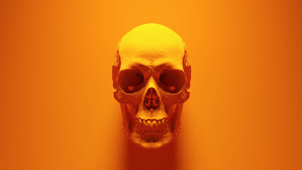 Orange Human Female Skull Medical Anatomical with Teeth and Jaw Orange Background 3d illustration render