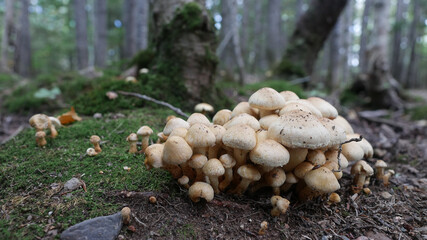 mushrooms in the woods