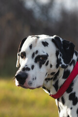 Dalmatian with red collar portrait.