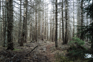 Harzer Urwwald mit abgestorbene Bäume