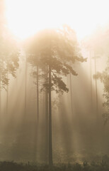 Obraz premium Sunlight shining golden orange in morning mist and fog in pine tree forest wilderness