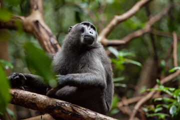 Close-up portrait of the crested black macaque who is looking up, Tangkoko National Park, Indonesia