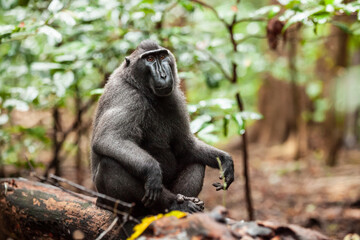 Crested black macaque sitting in meditation pose with a thinking look, Tangkoko National Park, Indonesia