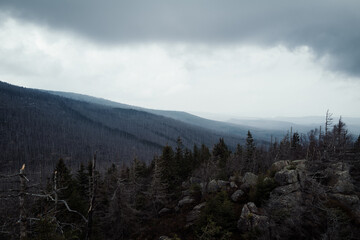 Waldsterben im Harzer Bergwald