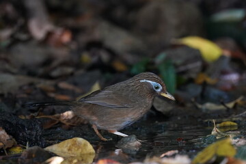 chinese hwamei in the forest