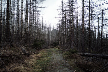 Unwegsame Waldweg im trüben Harz Wald