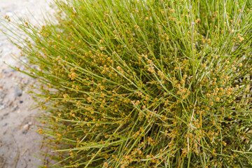 Wild plant ephedra Gobi life