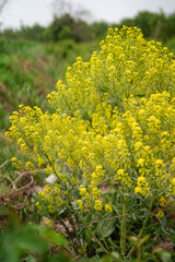 Yellow rape flowering outdoor beautiful plants