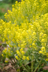 Yellow rape flowering outdoor beautiful plants