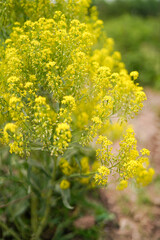 Yellow rape flowering outdoor beautiful plants