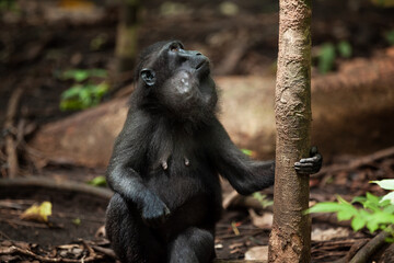 A female Celebes crested macaque looking up the tree, Tangkoko National Park, Indonesia