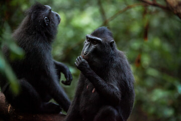 Crested black macaque sucks its thumb, Tangkoko National Park, Indonesia