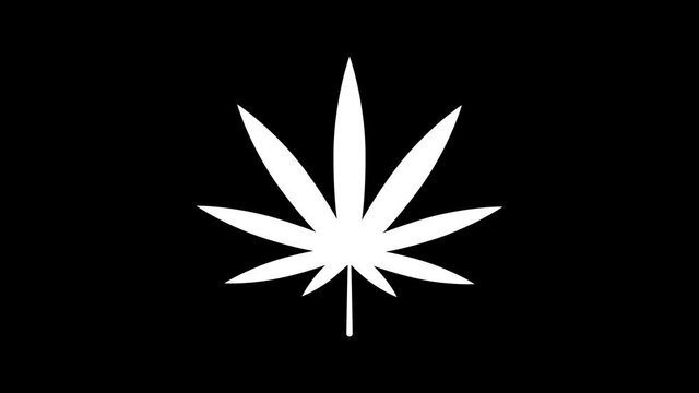medical marijuana or cannabis leaf icon on glitch old screen display animation.