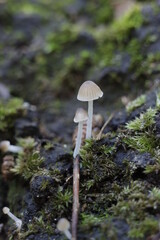 bosques,setas