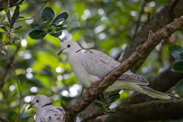 African Collared Dove in New Zealand