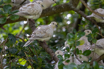 African Collared Dove in New Zealand