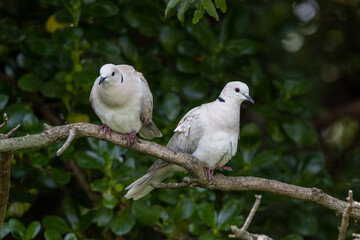 African Collared Dove in New Zealand