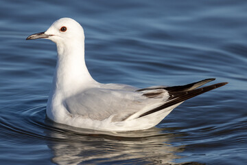 Black-billed Gull Endemic to New Zealand